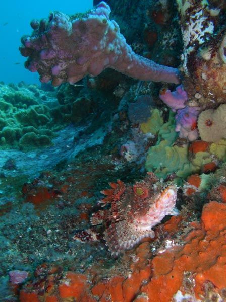 Red scorpion cod Scorpaena cardinalis